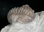 Flexicalymene Trilobite from Ohio - D #5911-1